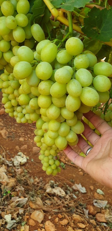 Green Grapes from Lebanon